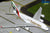GeminiJets G2UAE1521 1:200 Emirates Airbus A380 A6-EVH